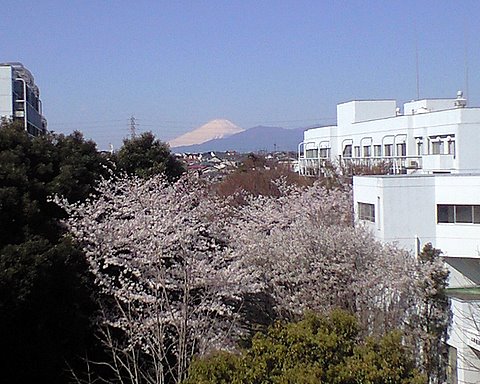 窓から見た富士山と桜